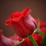 Rose flower. Image by Moshe Harosh 