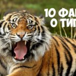Quizzes for the New Year of the Tiger 2022 with answers for children, colleagues and the whole family